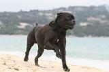 CANE CORSO 591